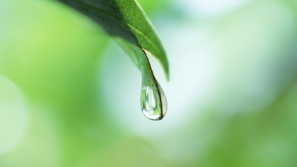 ppt 背景 壁纸 电脑桌面 发芽 绿色 绿色植物 绿叶 嫩芽 嫩叶 树叶图片
