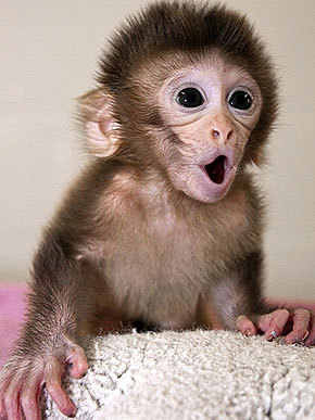 动物经典搞笑表情【组-36kb